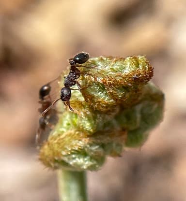 Myrmica punctiventris photo 74