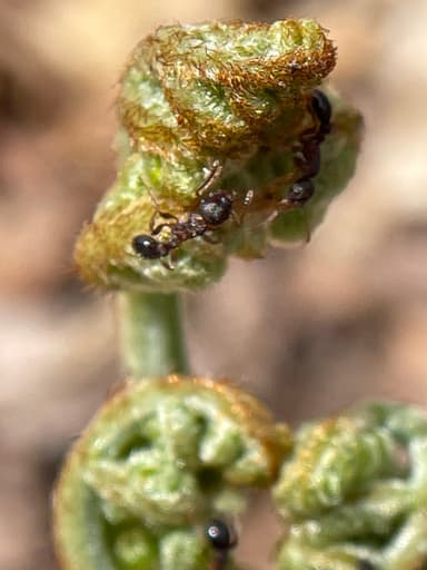 Myrmica punctiventris photo 75