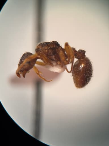 Myrmica punctiventris photo 76