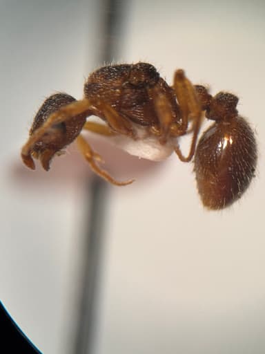 Myrmica punctiventris photo 78