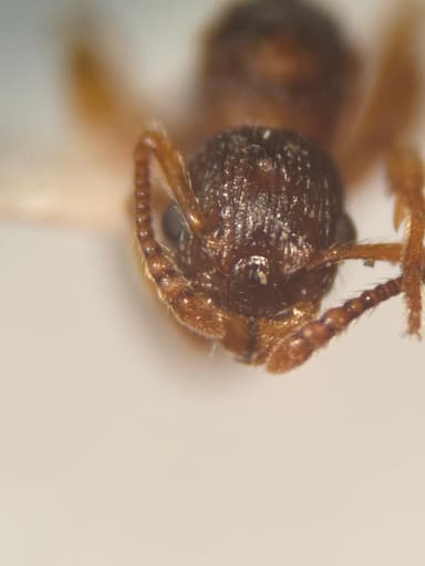 Myrmica punctiventris photo 79