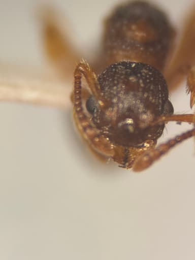 Myrmica punctiventris photo 81