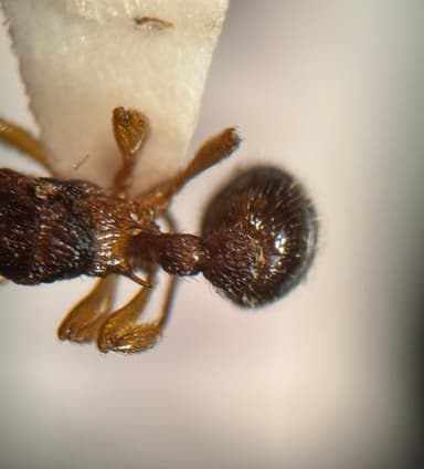 Myrmica punctiventris photo 90
