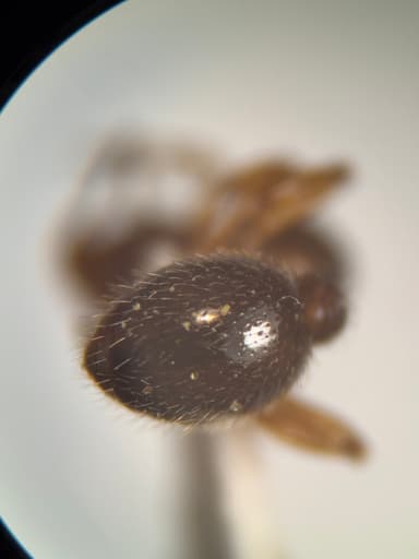 Myrmica punctiventris photo 95