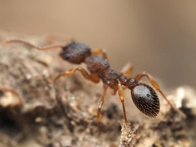 Myrmica punctiventris photo 98