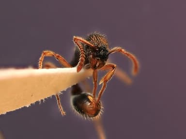 Myrmica punctiventris photo 100