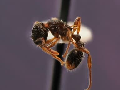Myrmica punctiventris photo 101
