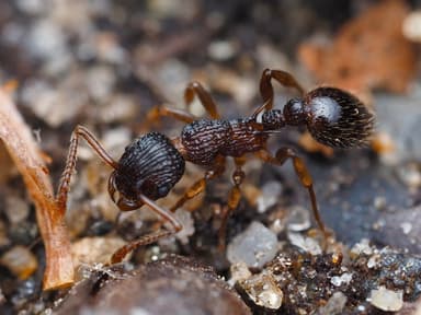 Myrmica punctiventris photo 103