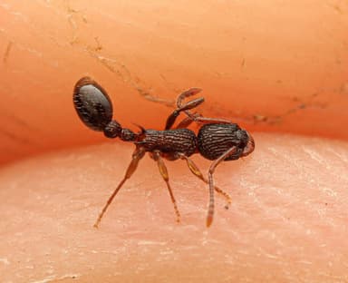 Myrmica punctiventris photo 105