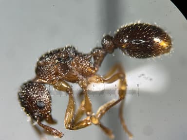 Myrmica punctiventris — worker photo 106