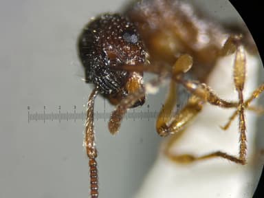 Myrmica punctiventris — worker photo 107