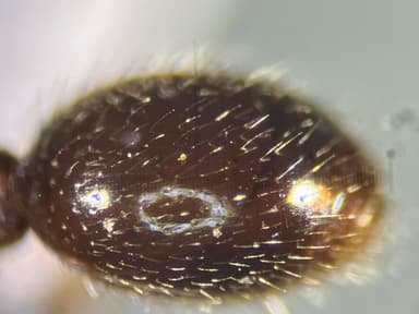 Myrmica punctiventris — worker photo 109