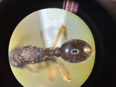 Myrmica punctiventris — worker photo 111