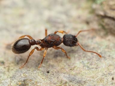 Myrmica punctiventris photo 112