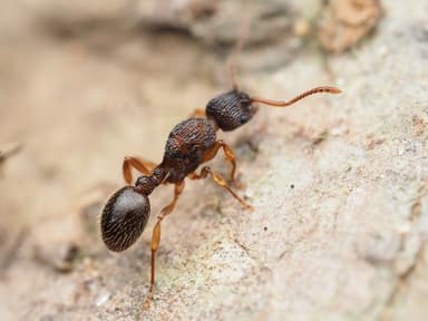 Myrmica punctiventris photo 113