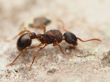 Myrmica punctiventris photo 114