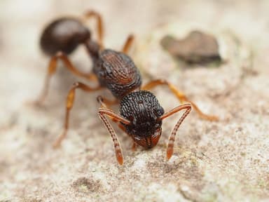 Myrmica punctiventris photo 116