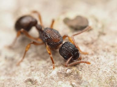 Myrmica punctiventris photo 117