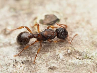 Myrmica punctiventris photo 118