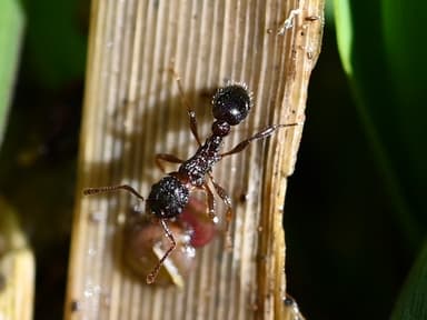 Myrmica punctiventris photo 123