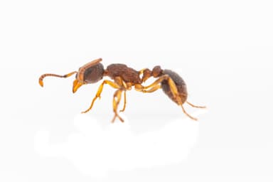 Myrmica punctiventris photo 128