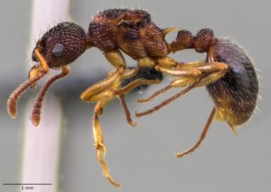 Myrmica punctiventris photo 130