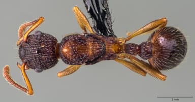 Myrmica punctiventris photo 131
