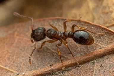 Myrmica punctiventris photo 134
