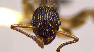 Myrmica punctiventris photo 137