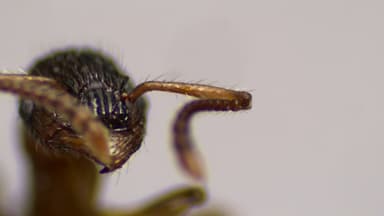 Myrmica punctiventris photo 138