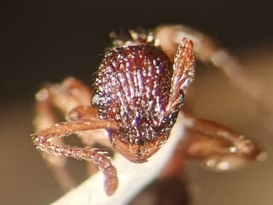 Myrmica punctiventris photo 141