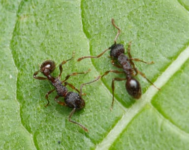 Myrmica punctiventris photo 147