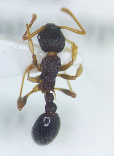 Myrmica punctiventris photo 150