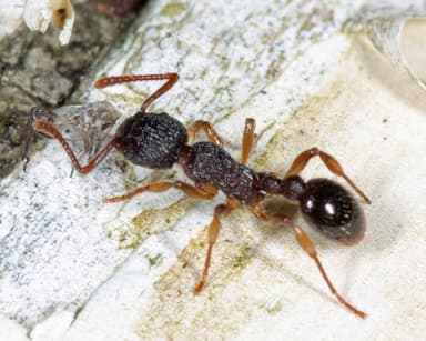 Myrmica punctiventris photo 151