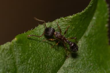 Myrmica punctiventris photo 152