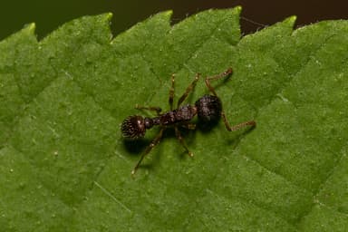 Myrmica punctiventris photo 153