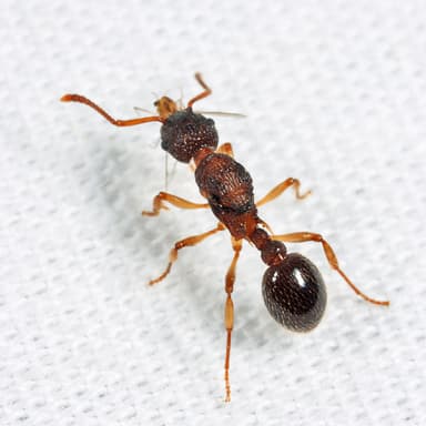 Myrmica punctiventris photo 155