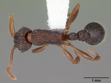 Myrmica punctiventris — queen photo 2