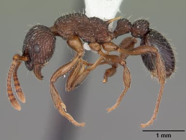 Myrmica punctiventris — queen photo 3