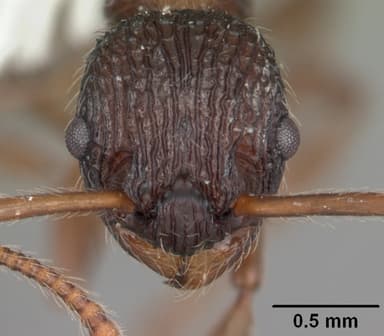 Myrmica punctiventris — queen photo 4