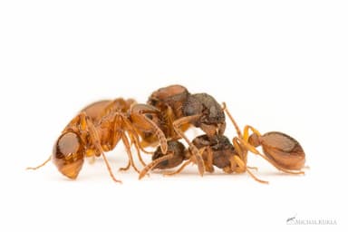 Myrmica rubra photo 164