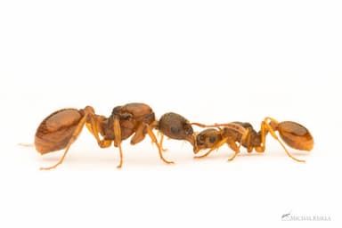Myrmica rubra — queen photo 165