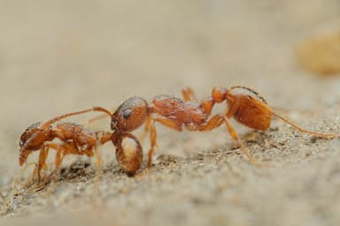 Myrmica rubra photo 166