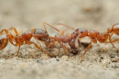 Myrmica rubra photo 167