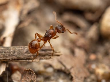 Myrmica rubra photo 20