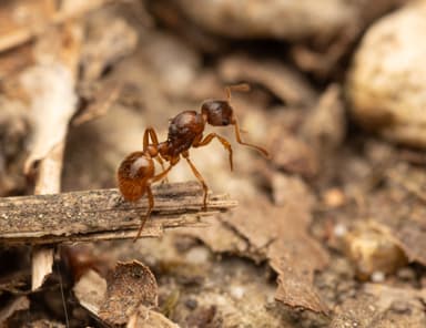 Myrmica rubra photo 21