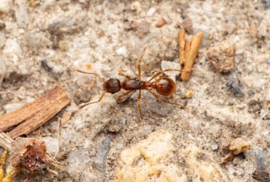 Myrmica rubra photo 22
