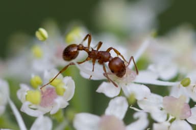 Myrmica rubra photo 24