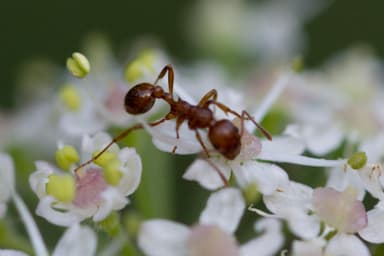 Myrmica rubra photo 25