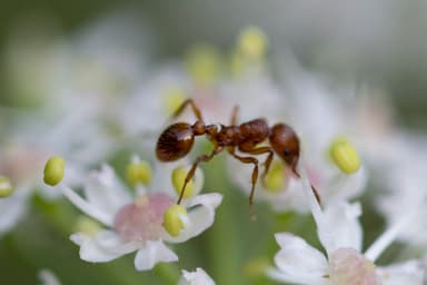 Myrmica rubra photo 26